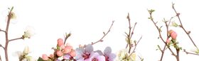 花朵花卉树枝手绘花朵