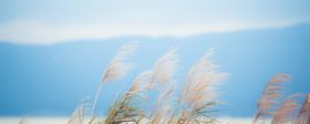 处暑海报处暑素材节气海报