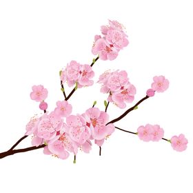 樱花素材
