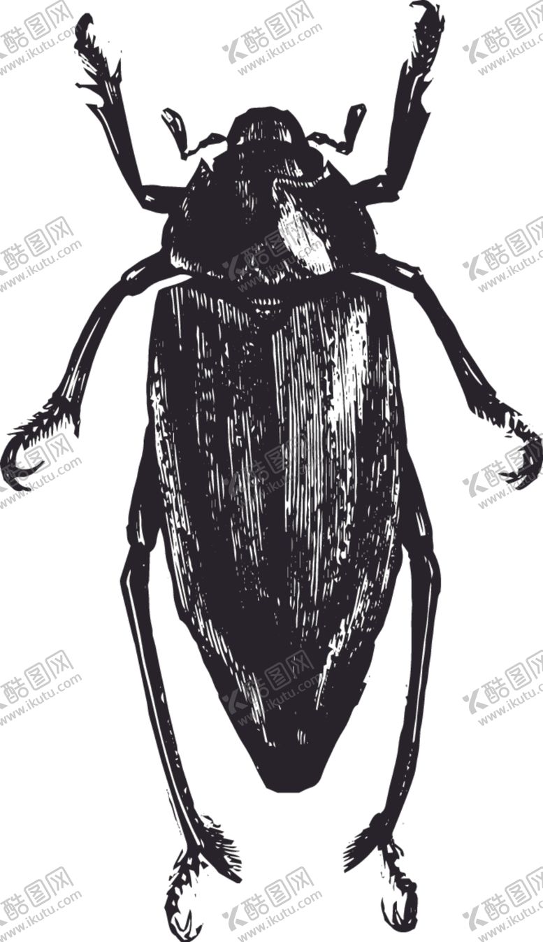 编号：17971110210544487131【酷图网】源文件下载-自然昆虫标本插画