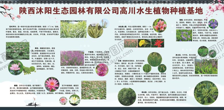 编号：69399410131524112013【酷图网】源文件下载-水生植物简介