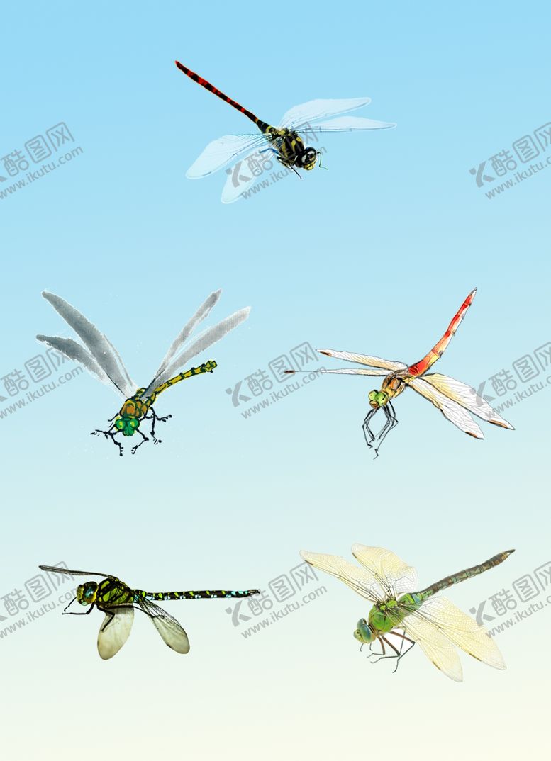 编号：43872910071204543427【酷图网】源文件下载-蜻蜓