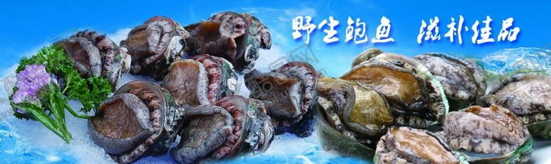 编号：51982410270026167360【酷图网】源文件下载-鲍鱼