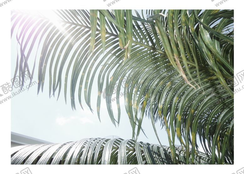 编号：29881309140741213937【酷图网】源文件下载-植物装饰画