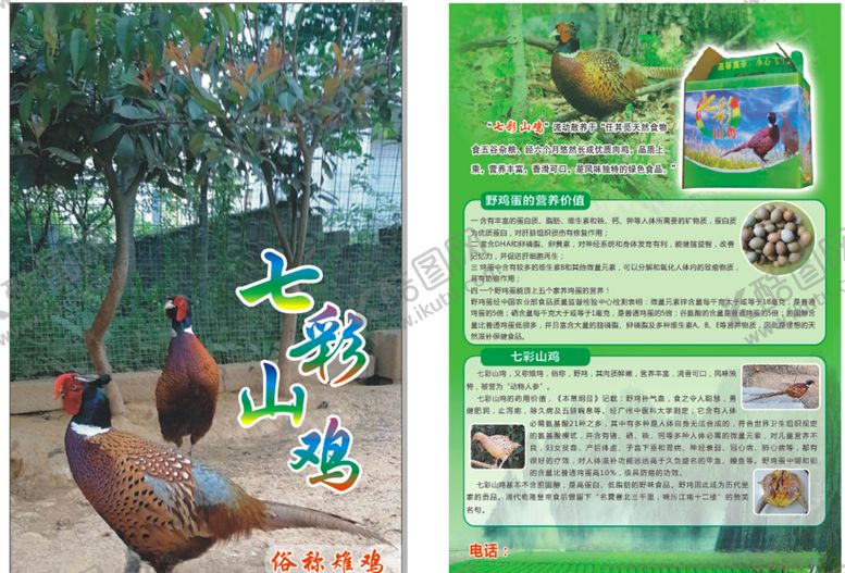 编号：24997109220156101385【酷图网】源文件下载-七彩山鸡