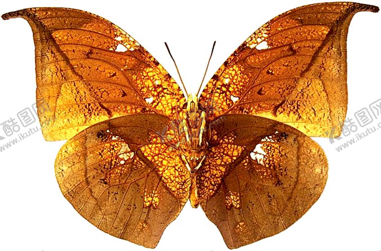 编号：48899409290355335081【酷图网】源文件下载-蝴蝶图片