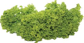 生菜