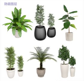 盆栽植物