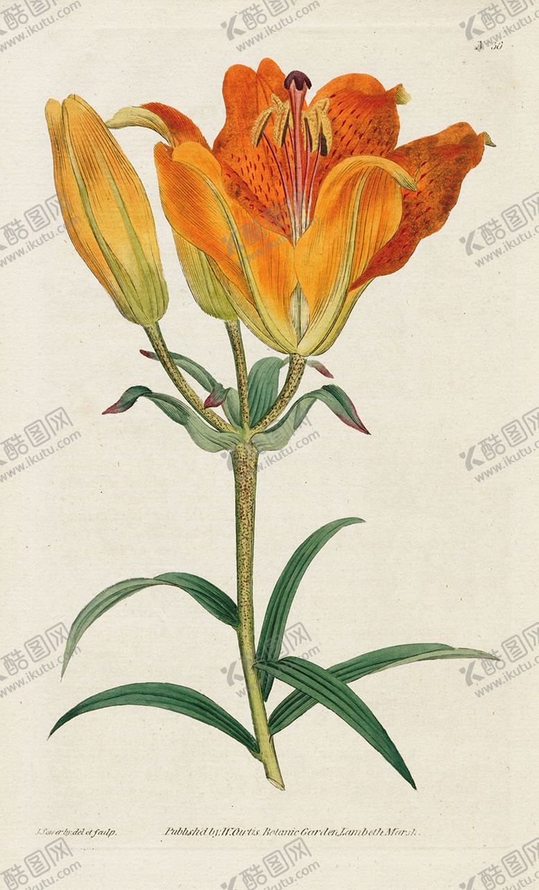 编号：93397305091015404033【酷图网】源文件下载-欧式复古色调花朵植物