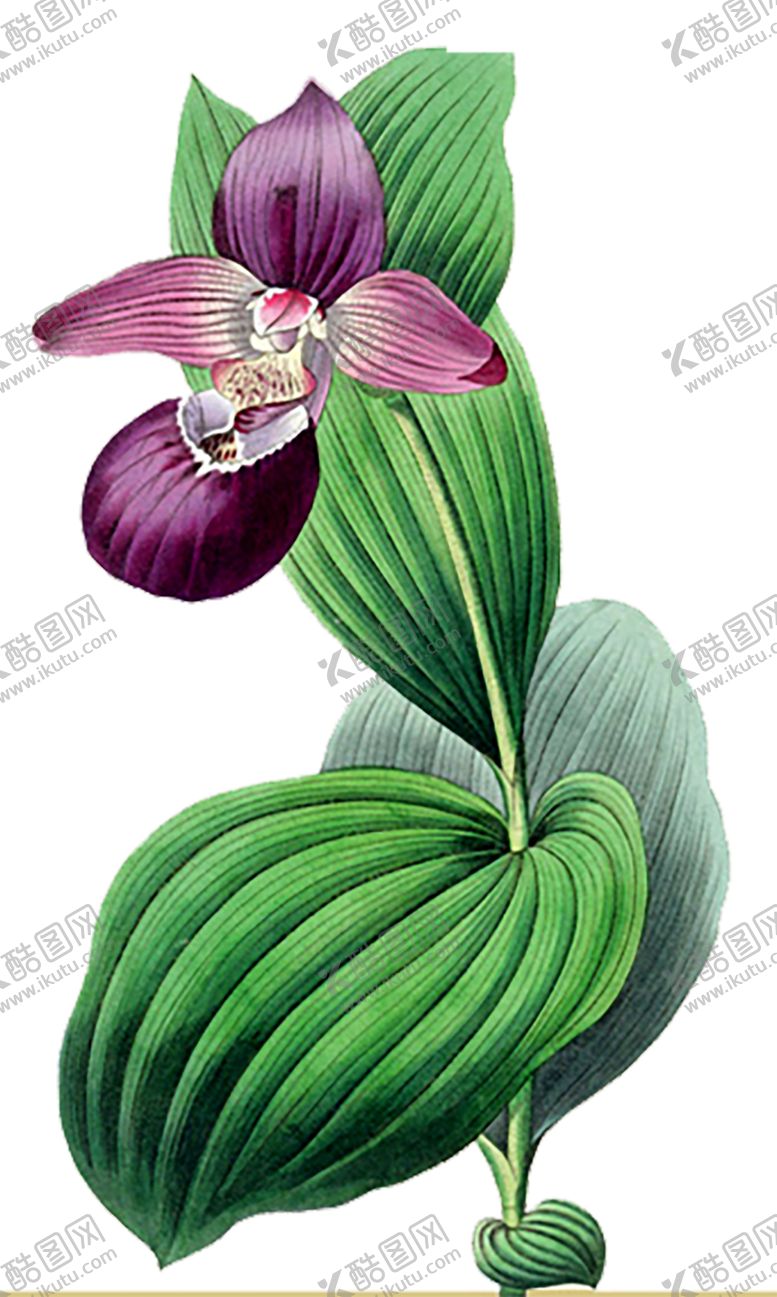 编号：68222910261900458973【酷图网】源文件下载-植物