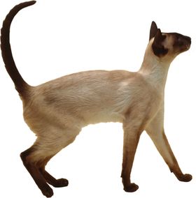 可爱动物猫咪
