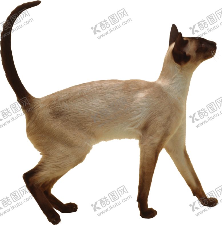 编号：68624805132019101912【酷图网】源文件下载-可爱动物猫咪