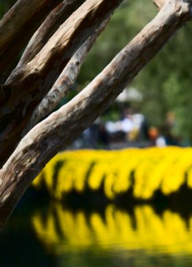 湖畔枯木与金黄花丛倒影