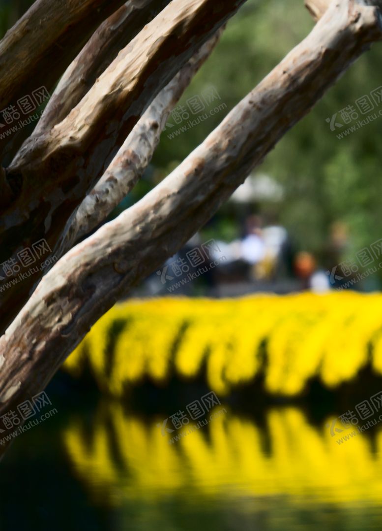 编号：83935704040744149330【酷图网】源文件下载-湖畔枯木与金黄花丛倒影