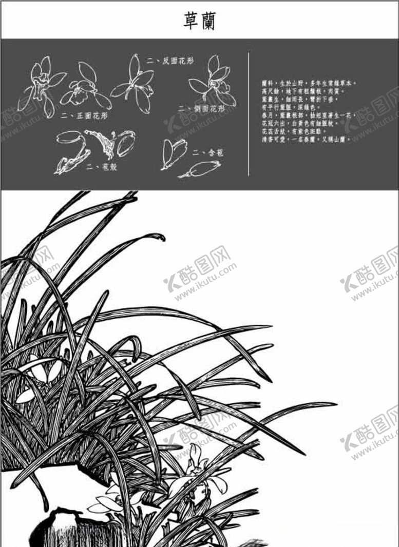 编号：83748510070207064314【酷图网】源文件下载-中国工笔画图谱-草蘭