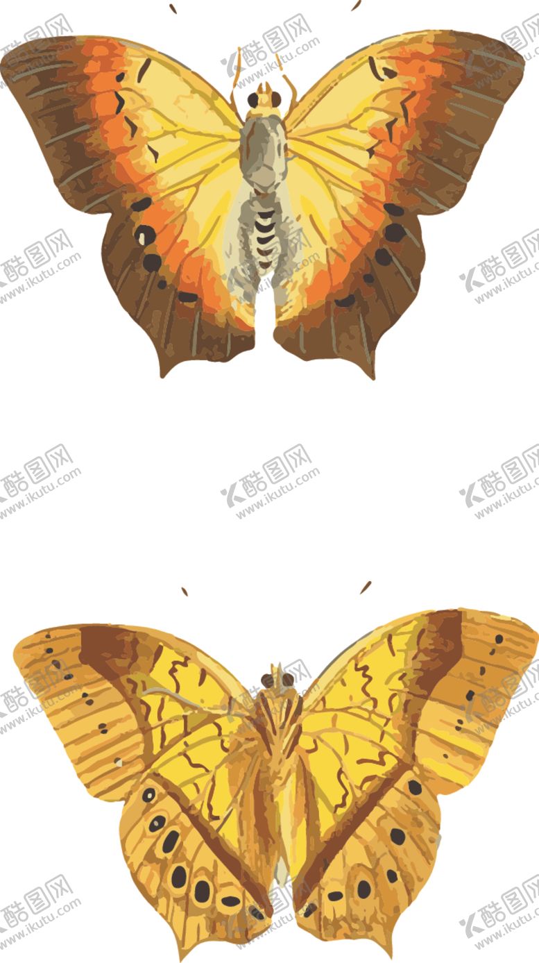 编号：73022610081110466230【酷图网】源文件下载-自然昆虫标本插画