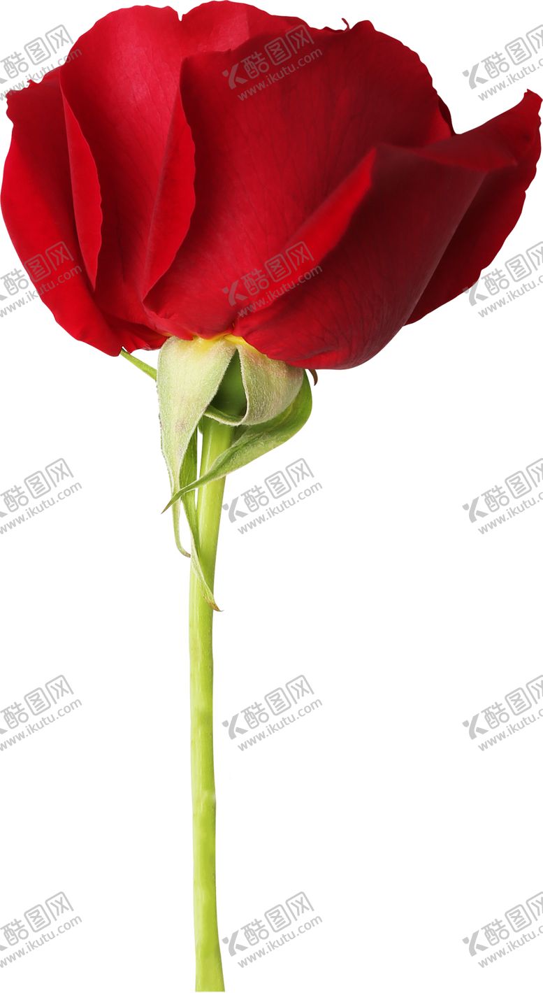 编号：42335412182011179901【酷图网】源文件下载-红玫瑰花