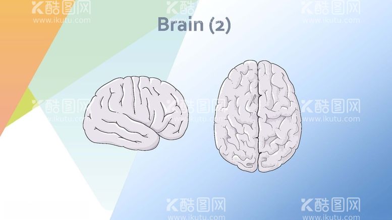 编号：69317412241818243160【酷图网】源文件下载-大脑神经