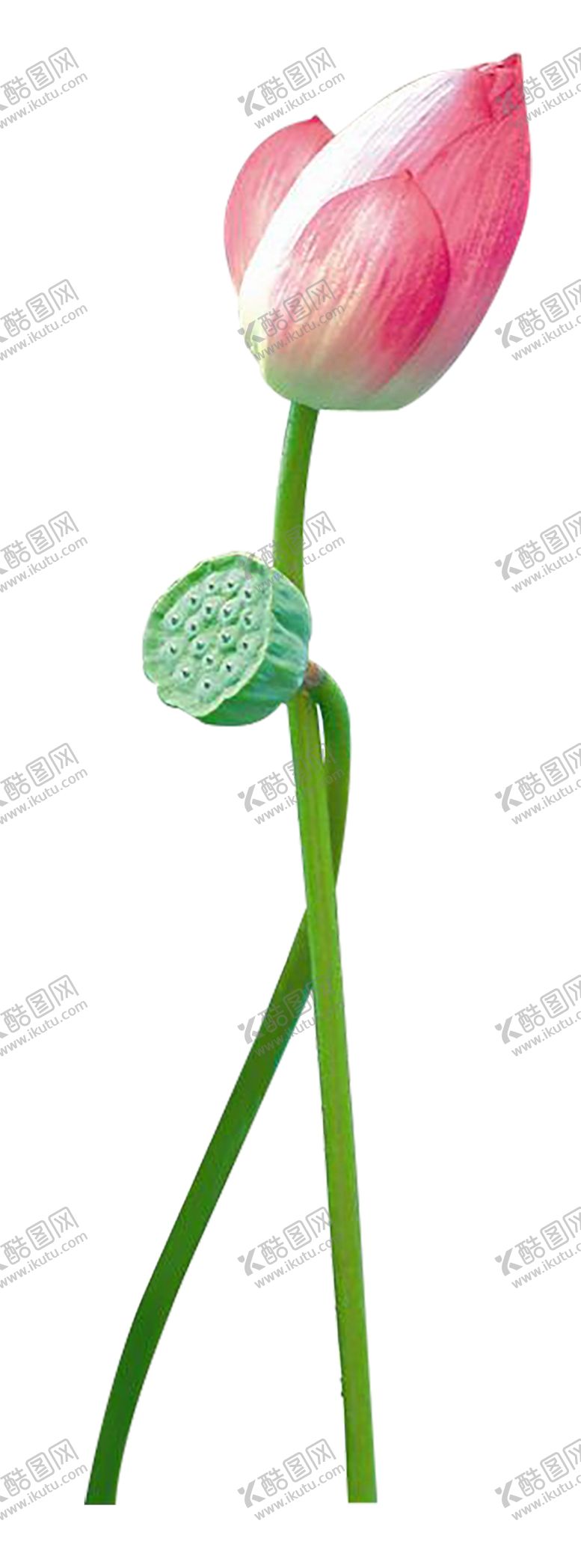 编号：92134806301844102935【酷图网】源文件下载-荷花花苞png