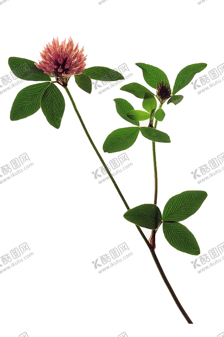 编号：23844107051505025982【酷图网】源文件下载-绿色植物