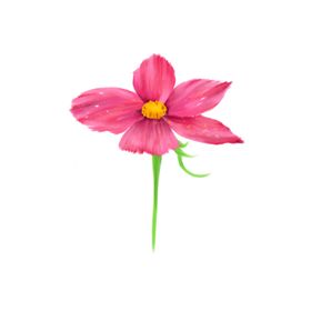 手绘格桑花