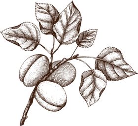 素描水果图片