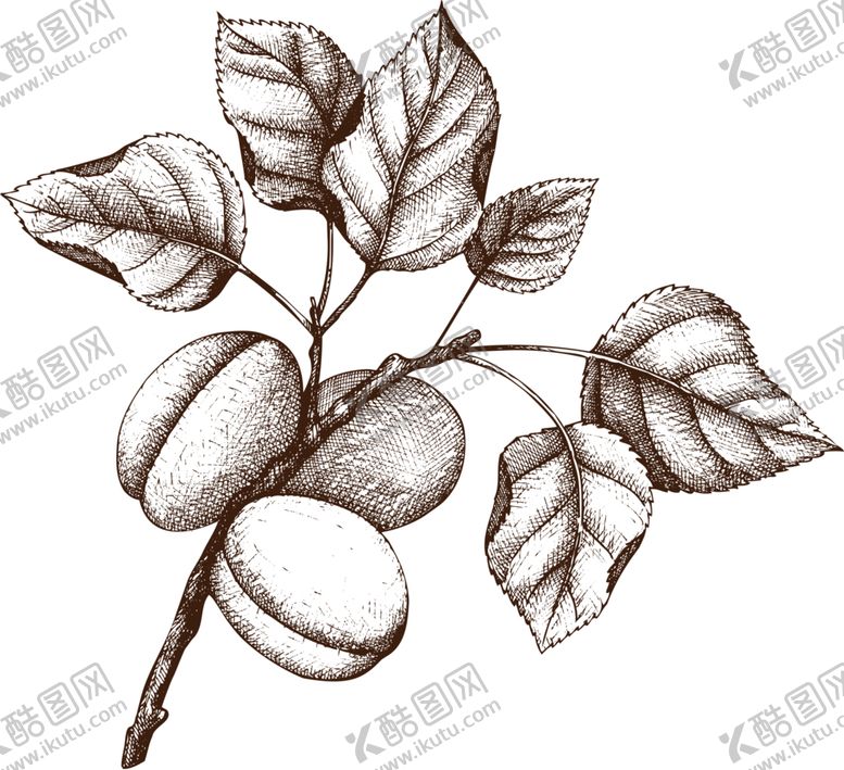 编号：32526807020642124493【酷图网】源文件下载-素描水果图片