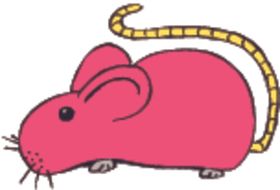 老鼠