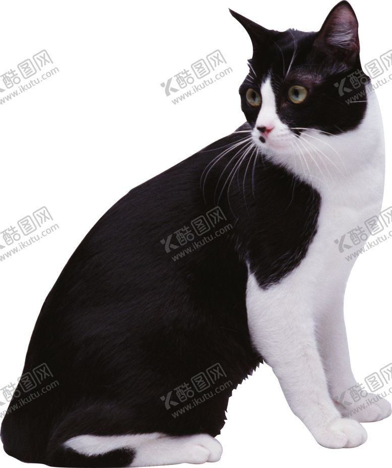 编号：40914607041412473909【酷图网】源文件下载-猫宠物猫宠物小猫猫咪
