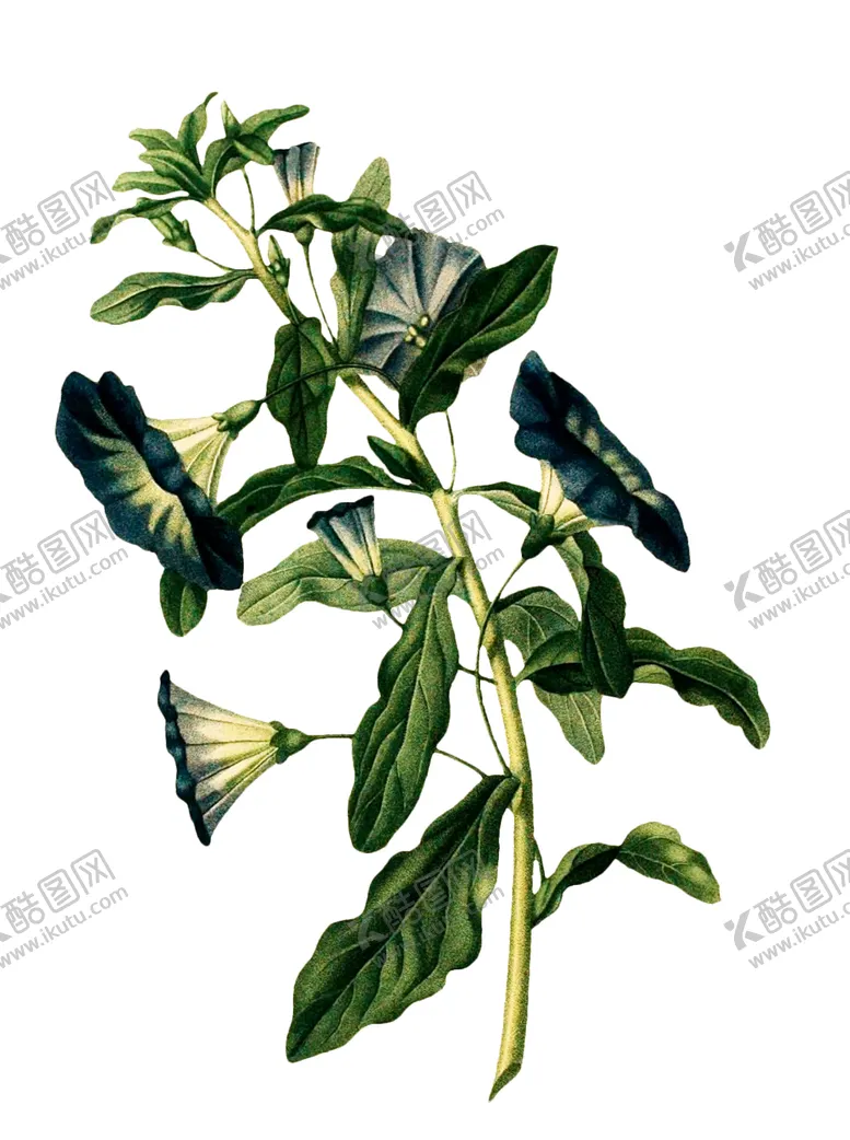 编号：10496106171632264146【酷图网】源文件下载-复古鲜花主题装饰图案