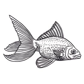 海洋生物鱼类卡通
