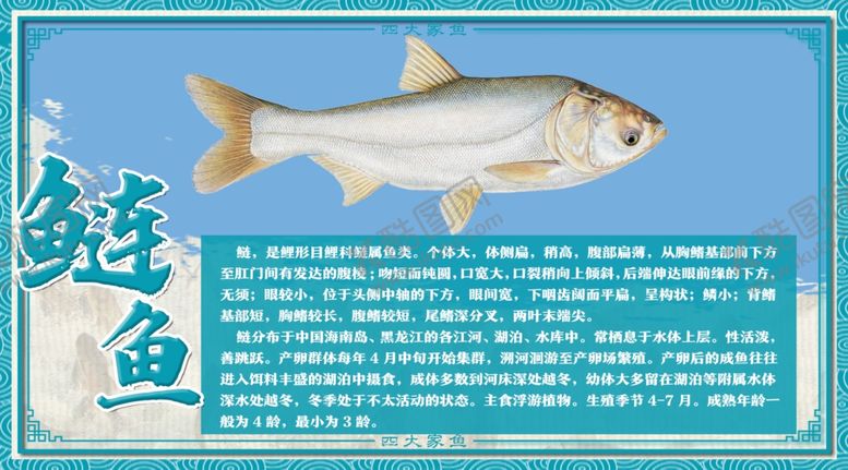 编号：42805602061255142915【酷图网】源文件下载-鲢鱼介绍
