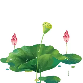荷花素材立夏夏至夏至海报