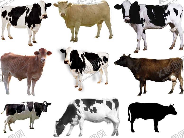 编号：10800710012104516822【酷图网】源文件下载-奶牛png免扣高清素材