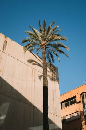 椰树植物绽放棕榈摄影