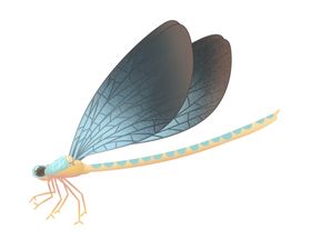 蜻蜓原画元素工笔画生物