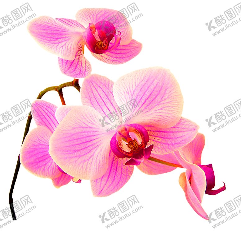 编号：97971610242230153347【酷图网】源文件下载-鲜花装饰