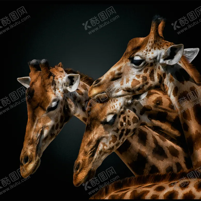 编号：67301709261510158413【酷图网】源文件下载-欧式古典动物装饰画油画