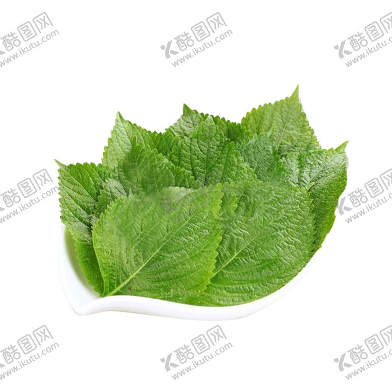 编号：31207410161642061917【酷图网】源文件下载-紫苏