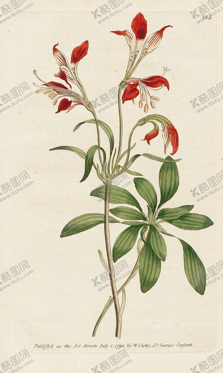 欧式复古色调花朵植物典插画卉图谱