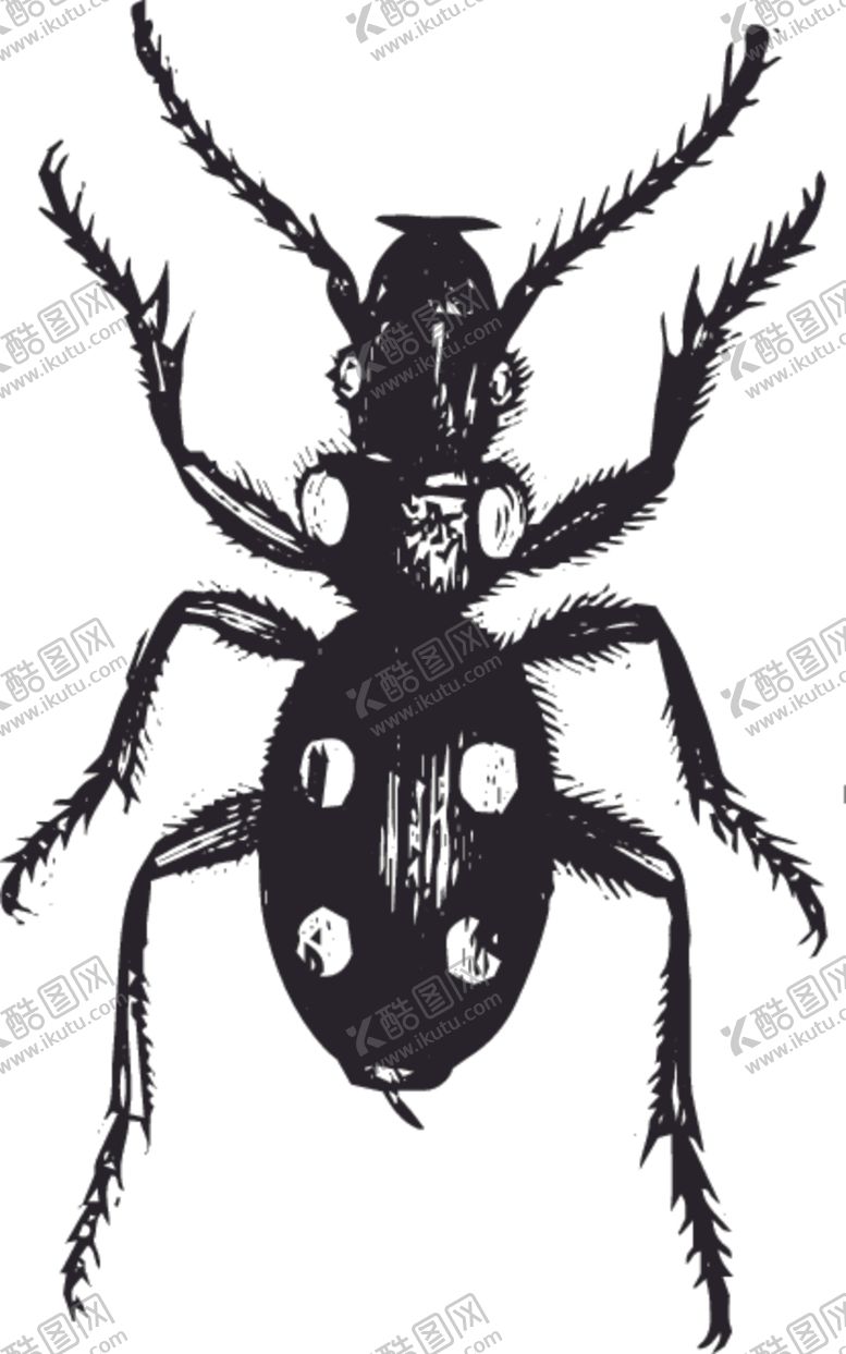 编号：30367207041332544970【酷图网】源文件下载-自然昆虫标本插画