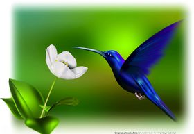 蜂鸟与花