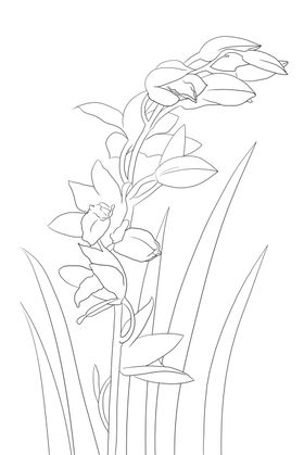 兰花