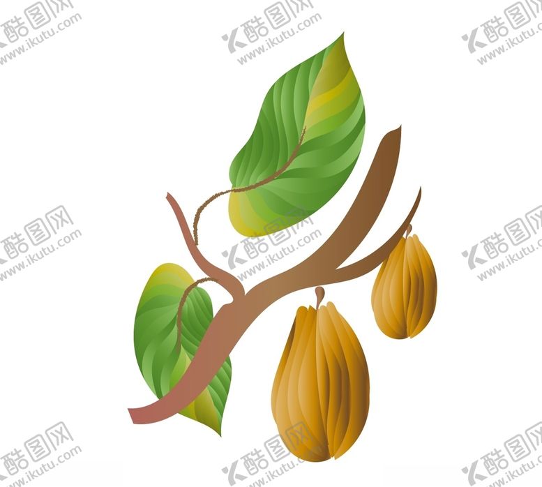 编号：81099710240450057599【酷图网】源文件下载-可可树的果子