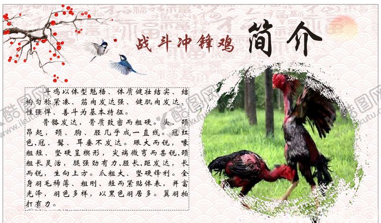 编号：44214205181416068699【酷图网】源文件下载-斗鸡简介
