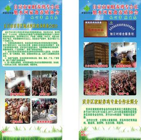养殖土鸡