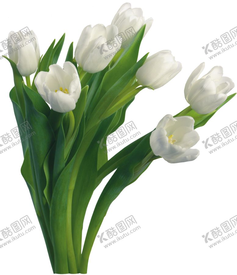 编号：69183607050727444249【酷图网】源文件下载-鲜花