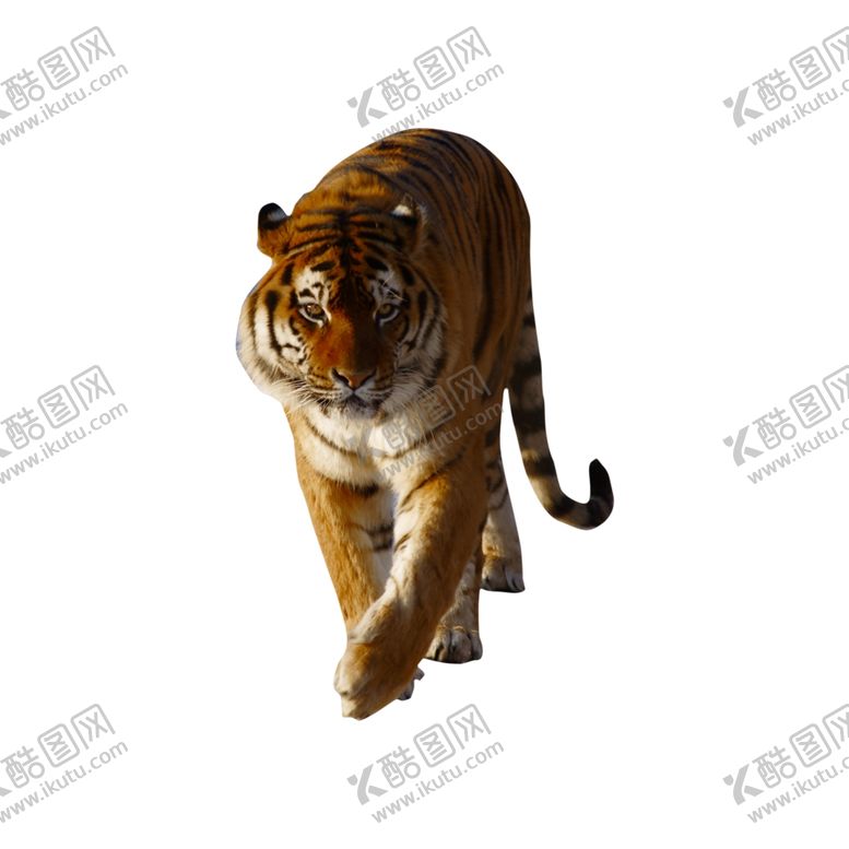 编号：69923609140105292949【酷图网】源文件下载-老虎