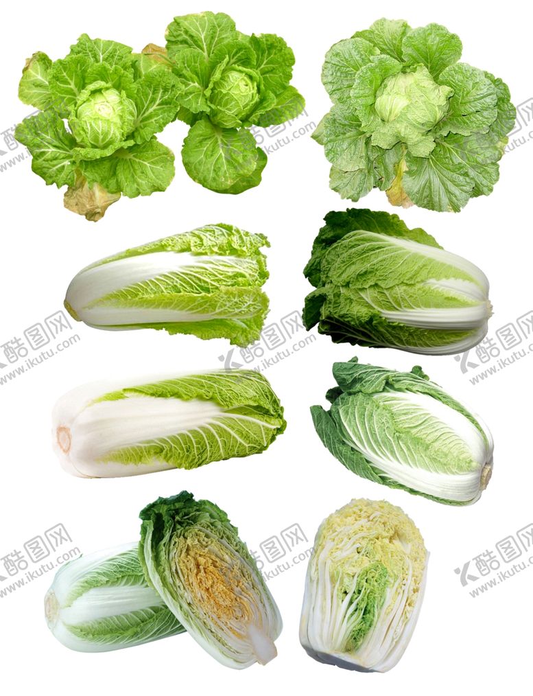 编号：20812007090552592911【酷图网】源文件下载-白菜