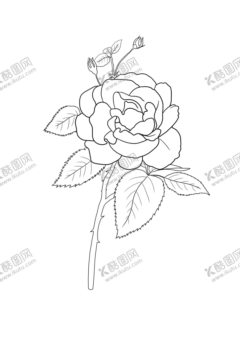 编号：46382106142132479190【酷图网】源文件下载-玫瑰花